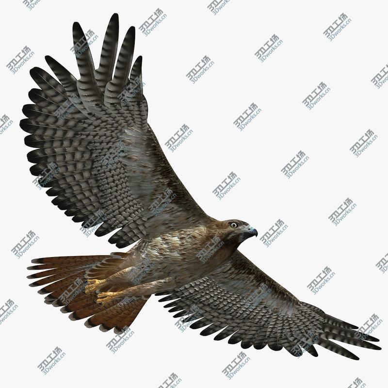 images/goods_img/202105074/Hawk (RIGGED)/1.jpg